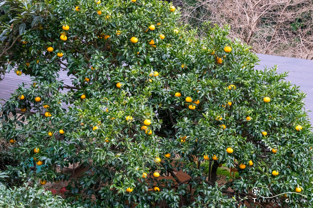 根府川のみかんの木