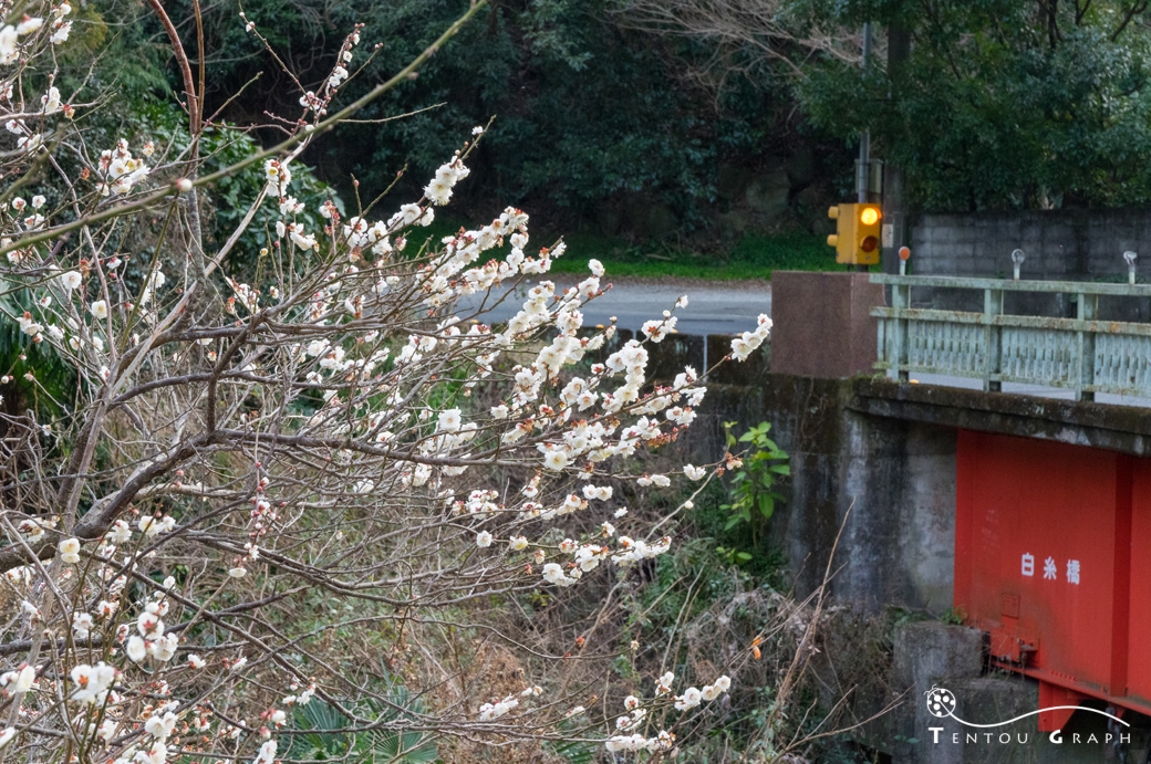 白糸橋付近の梅の花